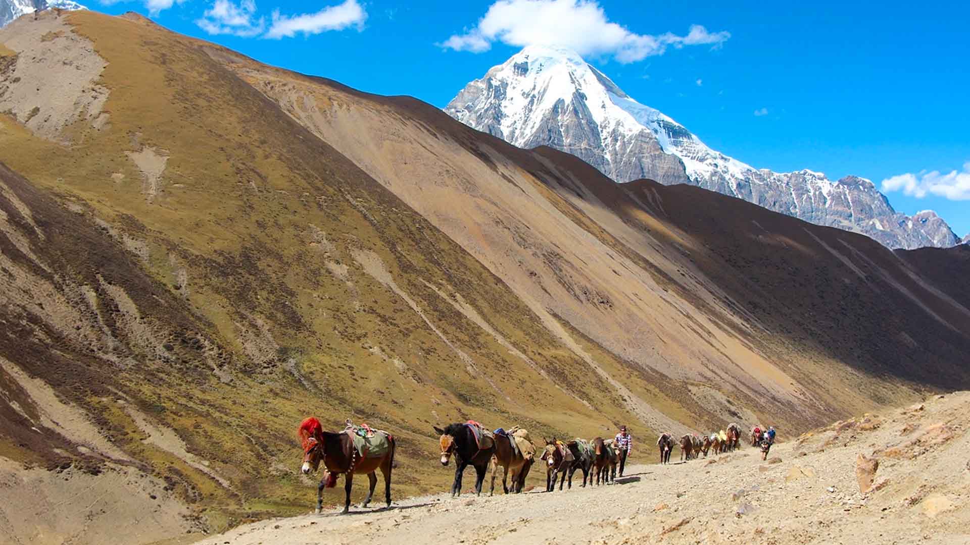 Druk Path Trek (6 Days)